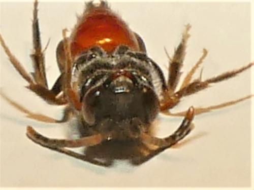 Nomada fabriciana